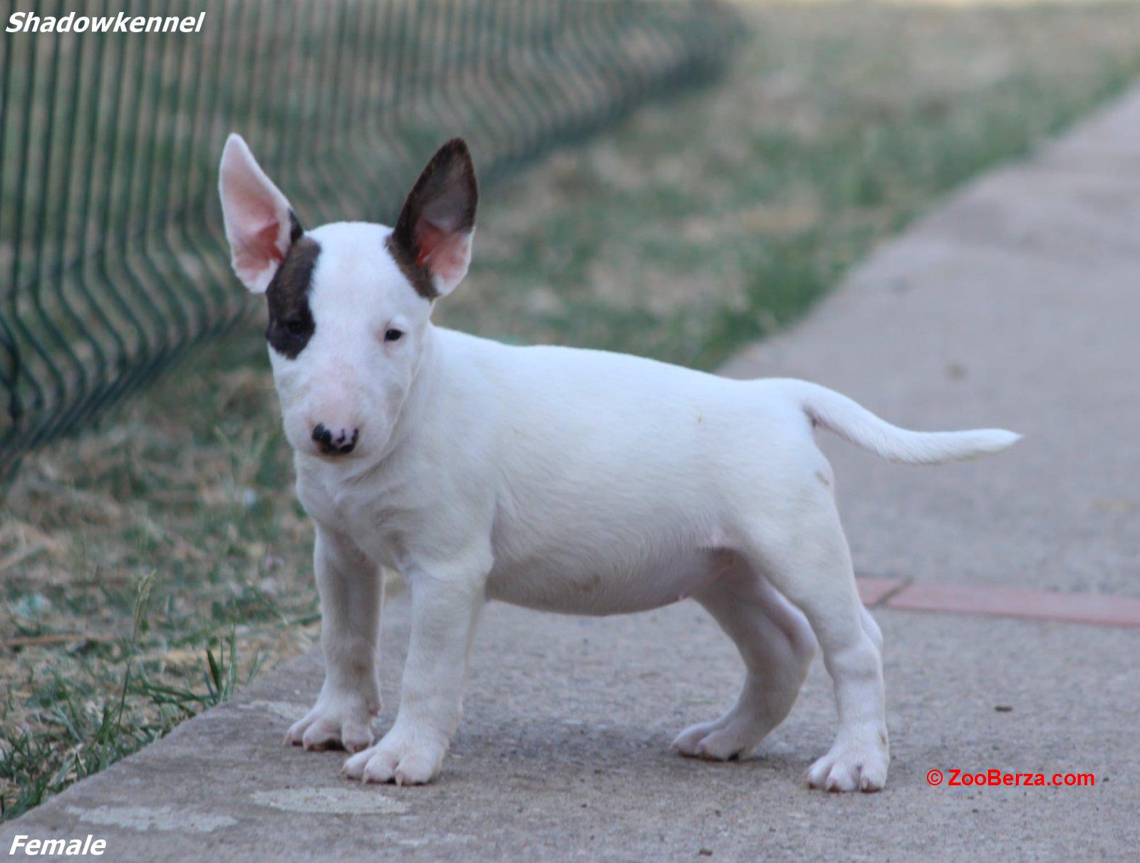 Mini Bull Terijer prelepi štenci