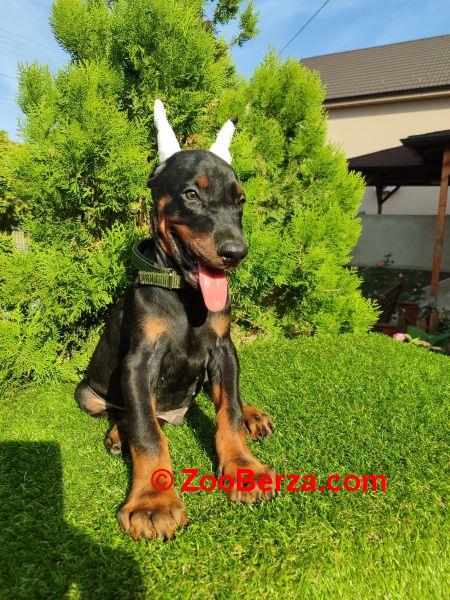 Doberman štenci