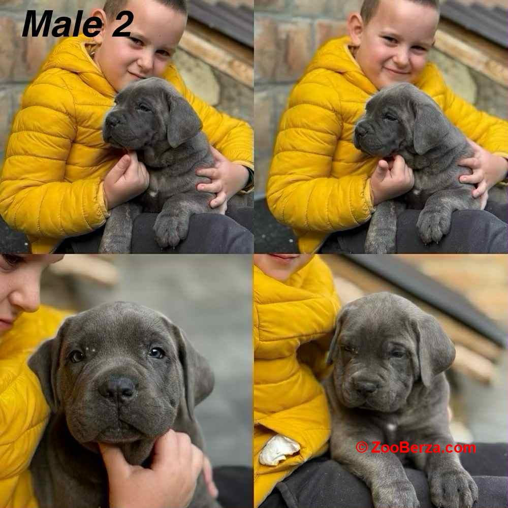 Štenci Cane Corso 