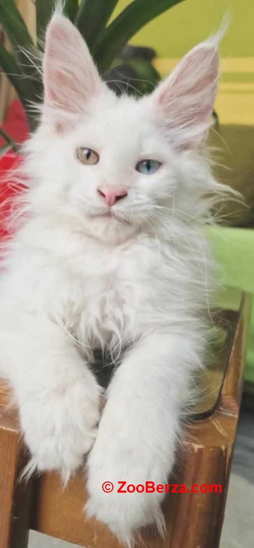 Maine Coon mačići