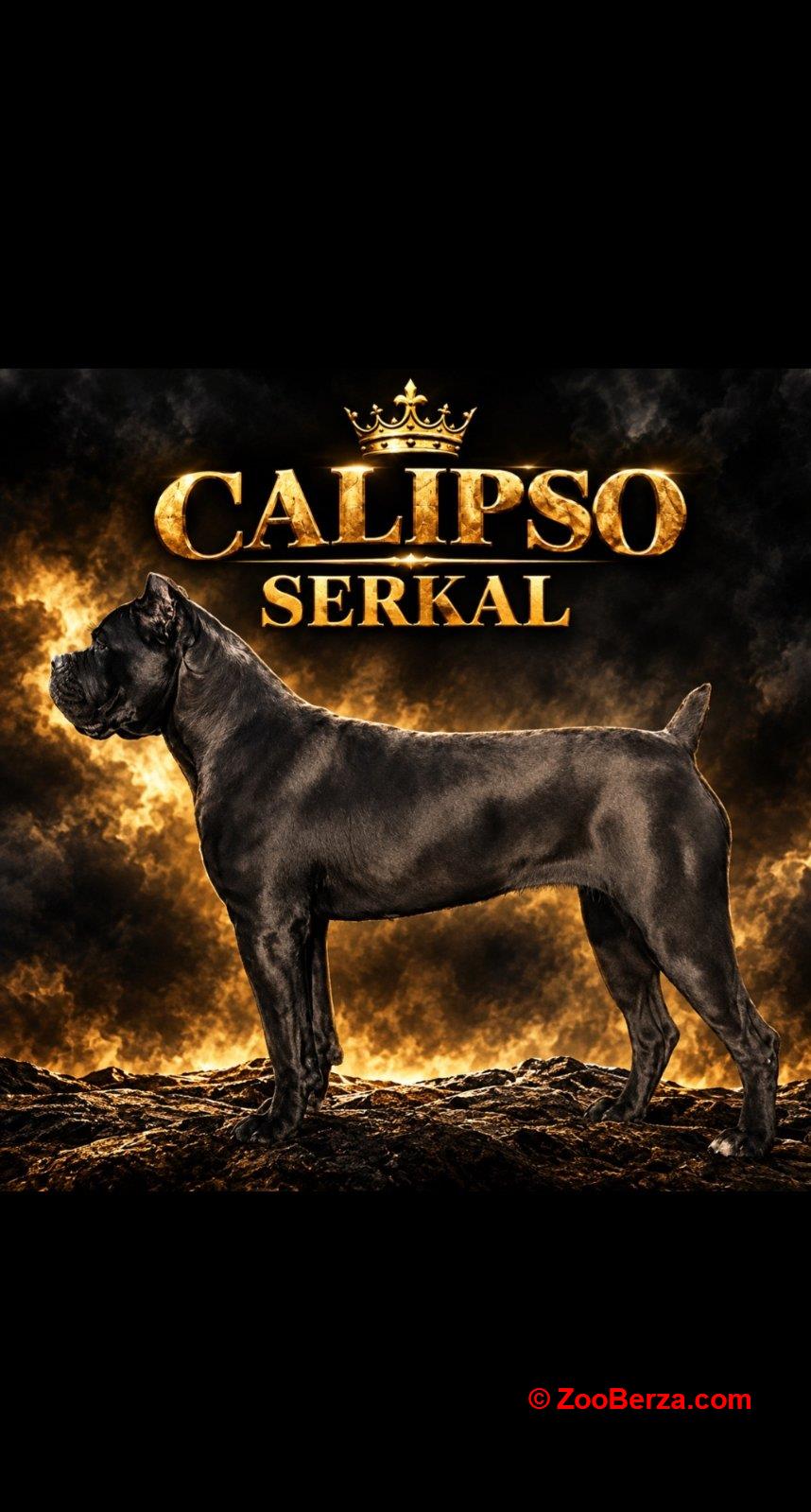 Cane Corso žensko štene