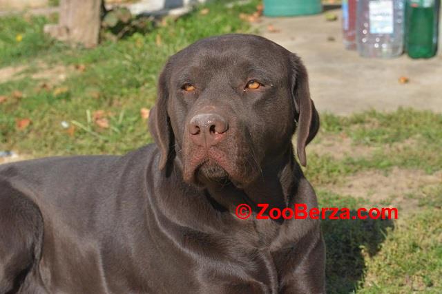 Labrador retriver 