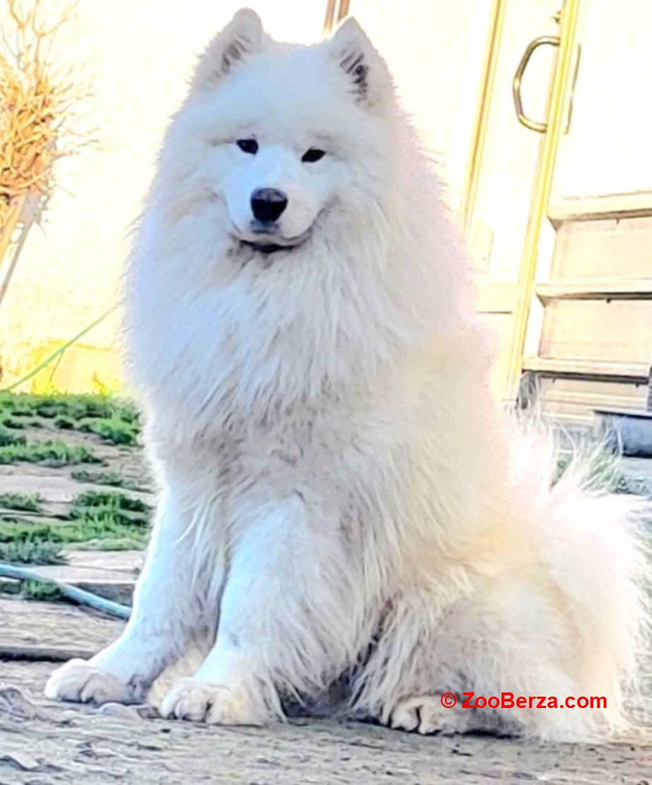 Samojed štenci i odrasli psi