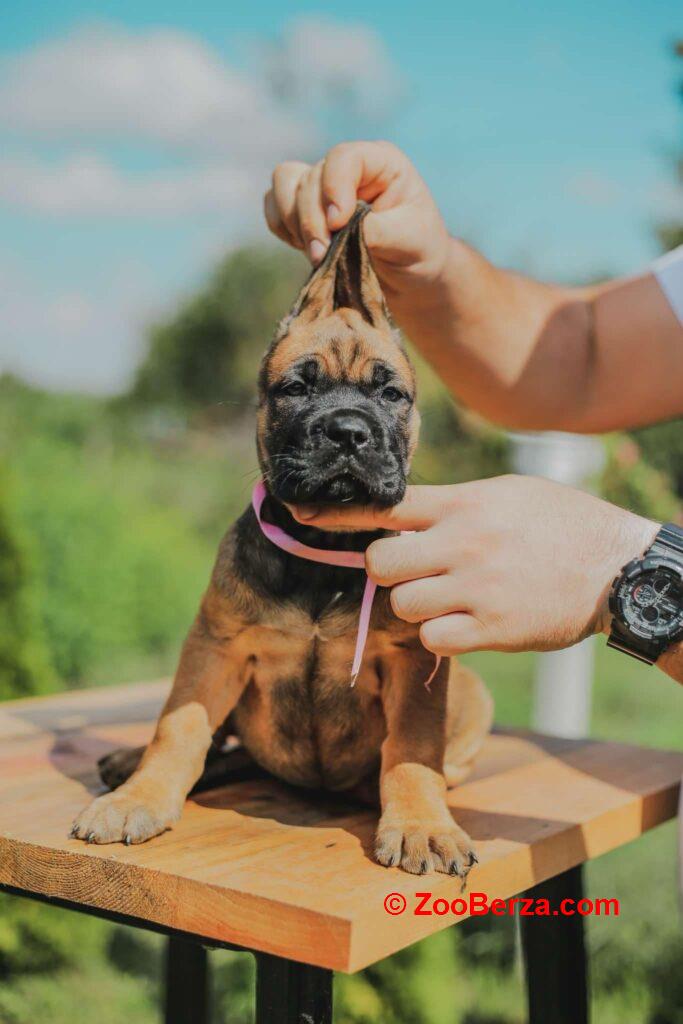 Cane Corso prelepi stenci na prodaju