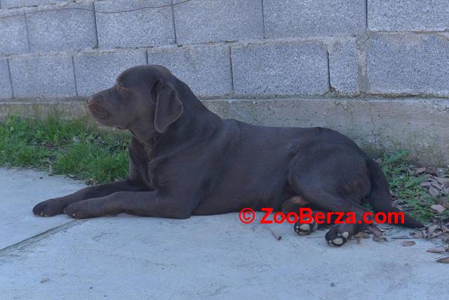 Labrador retriver