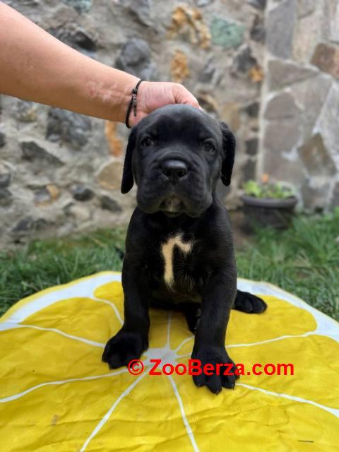 Cane Corso štenci