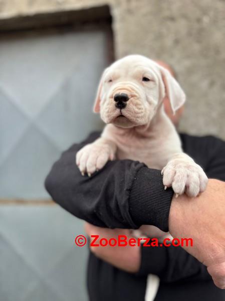 Dogo Argentino štenci