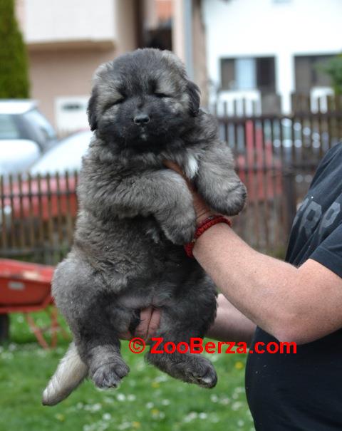 Kavkaski ovčar štenci