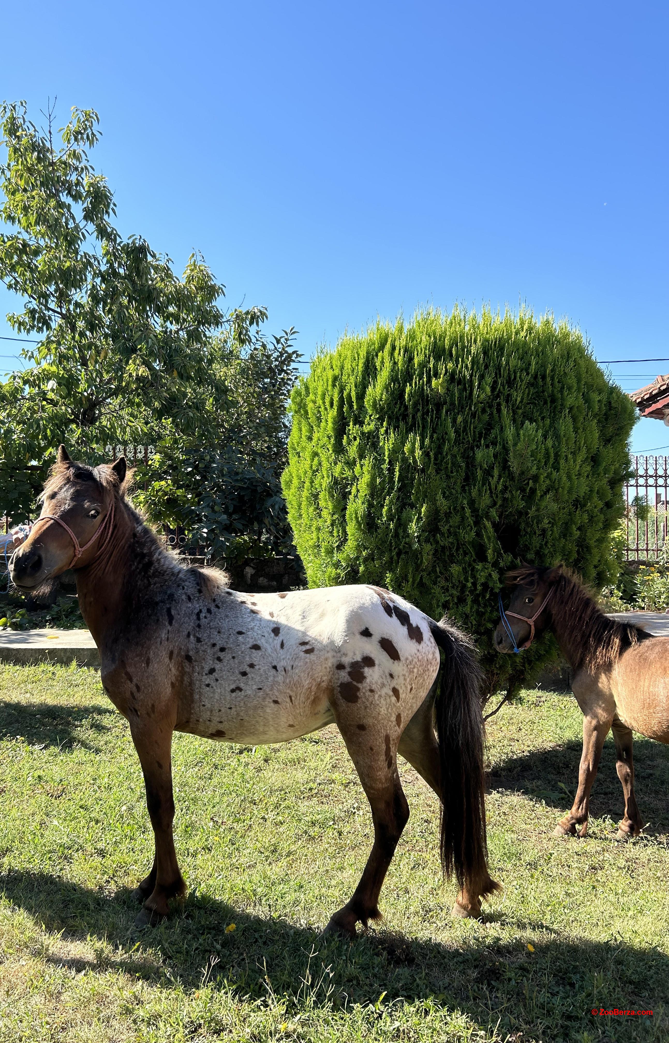 Prodajem poni konje