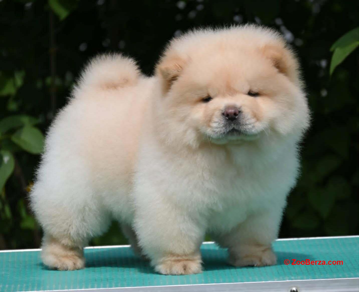 Chow Chow Čau Čau štenci