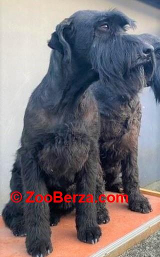 Veliki crni snaucer stenad