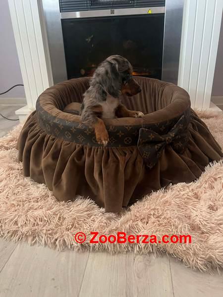 Dugodlaki patuljasti jazavičari 