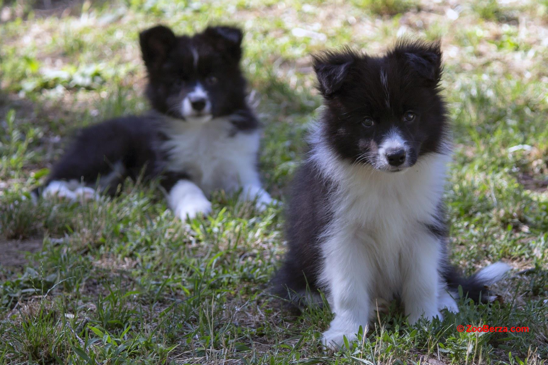 Border Collie - Border koli štenad 