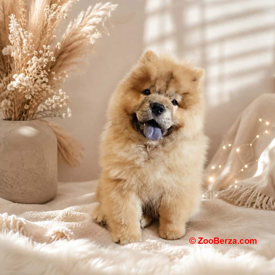 Predivan Chow Chow mužjak, star 3 meseca  