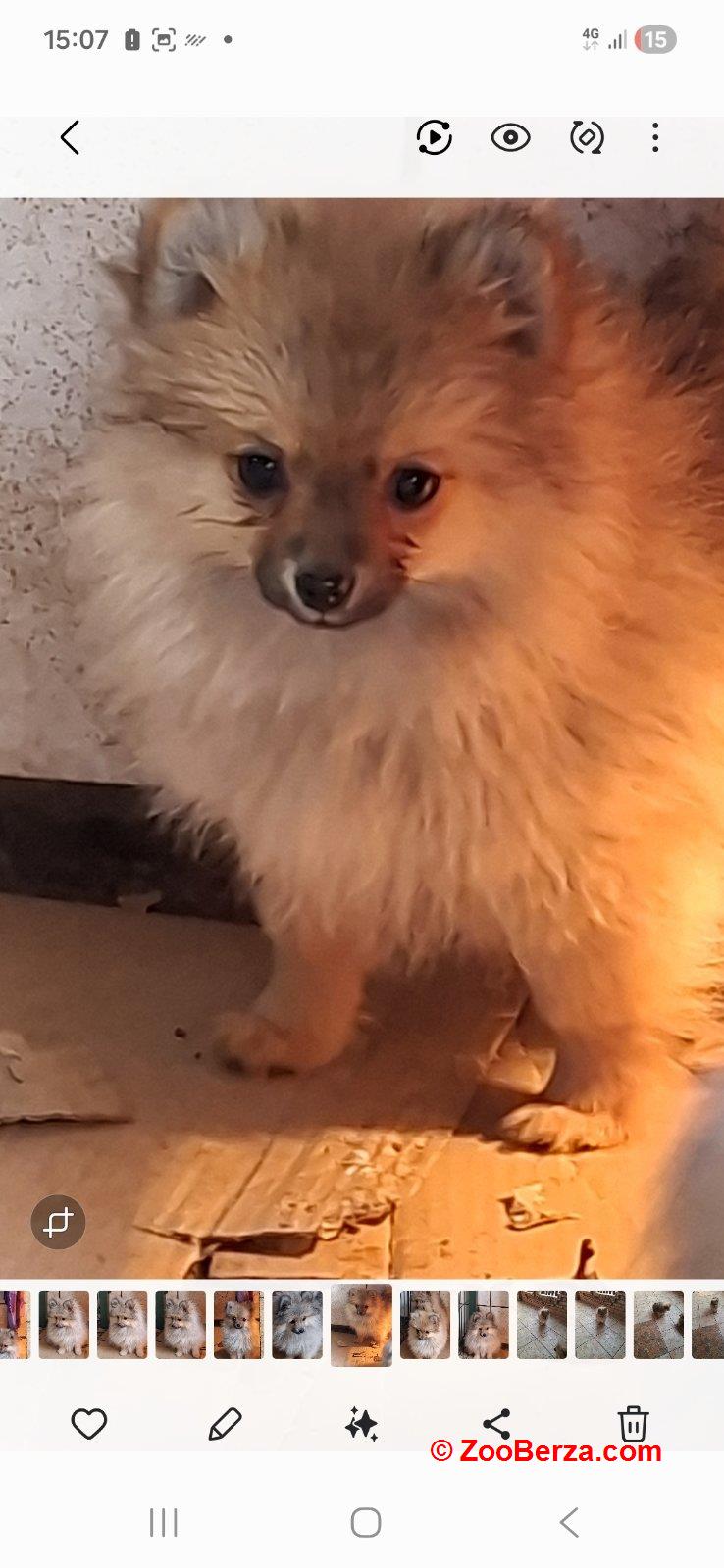 Stenci pomeranskog spica