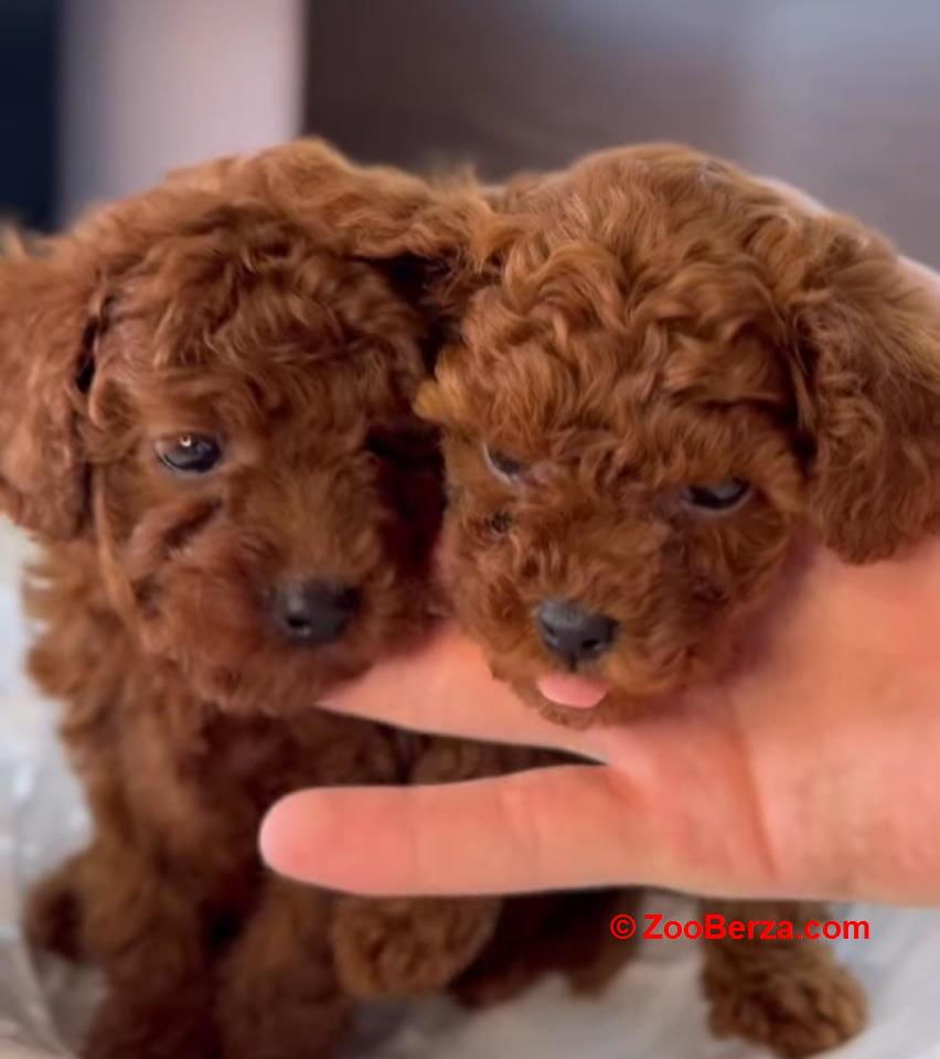 Najmanje pudle, od najlepsih roditelja u Evropi  