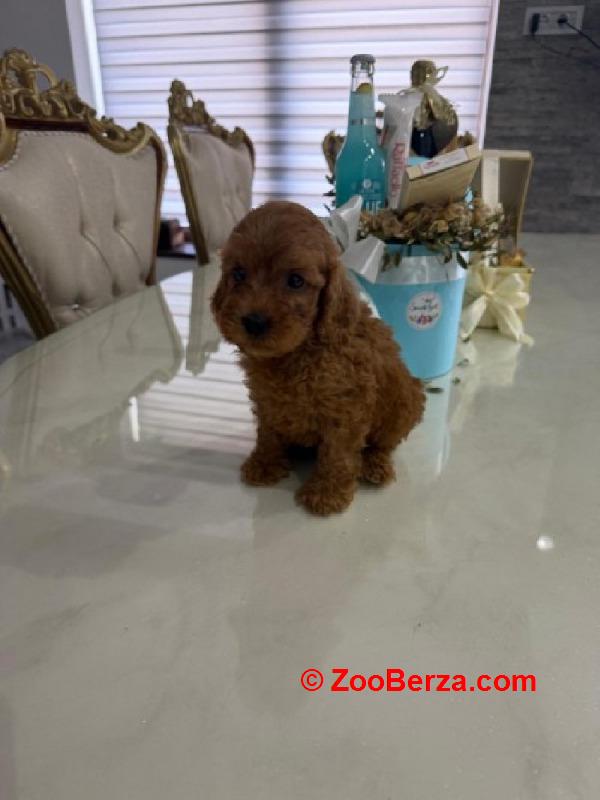 Goldendoodle prelepi štenci