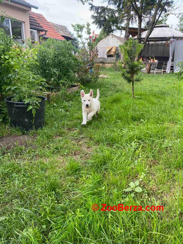 Beli Švajcarski Ovčar štenci