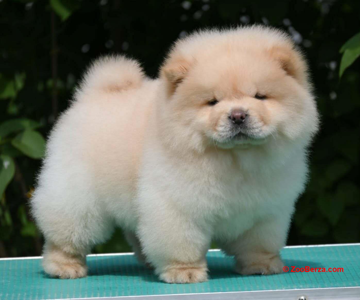 Chow chow-cau cau