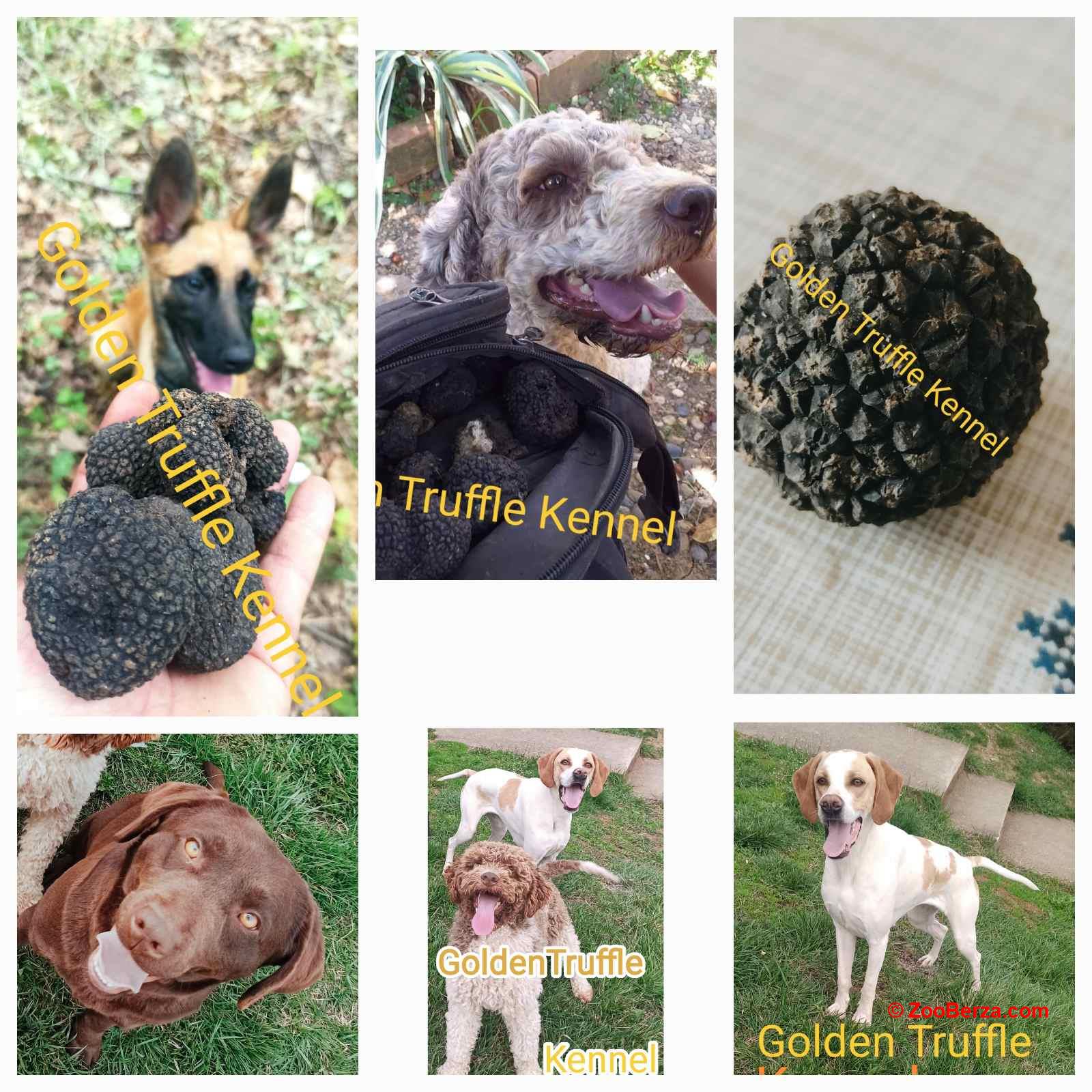 Psi za trazenje tartufa -Tartufari