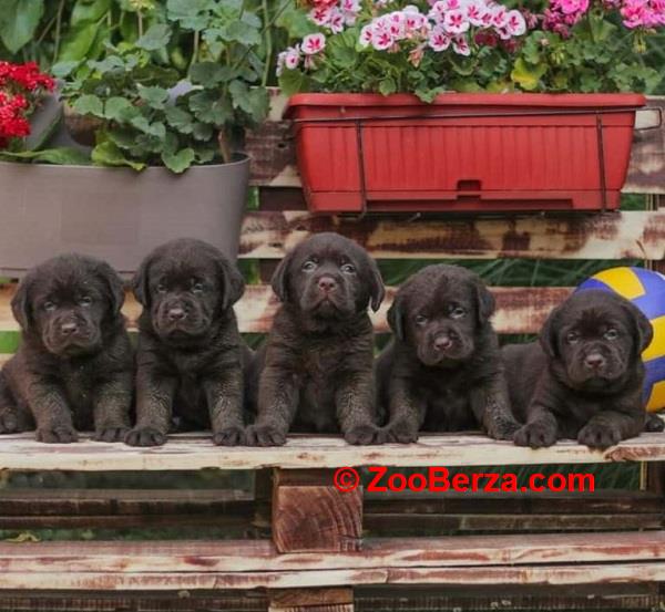 Labrador retriver štenci braon boje 