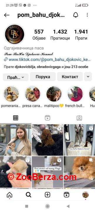 Maltipoo vrhunske genetike