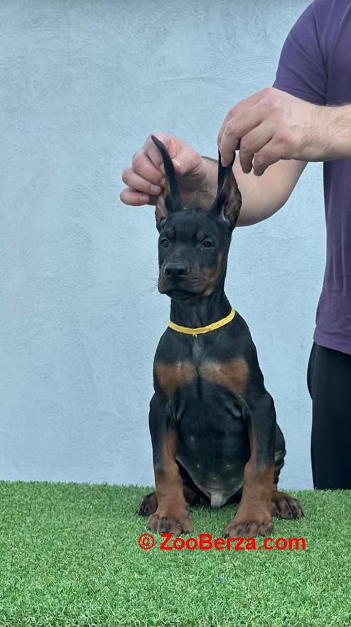 Doberman prelepi štenci