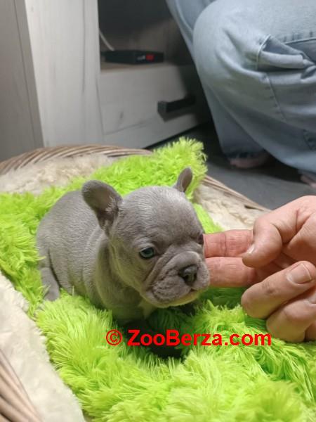 Francuski buldog štenci exotic,plavi,klasik i fluffy