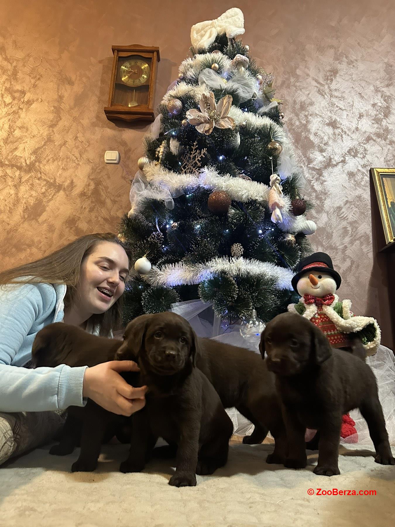 Čokoladni i crni štenci Labrador Retrievera