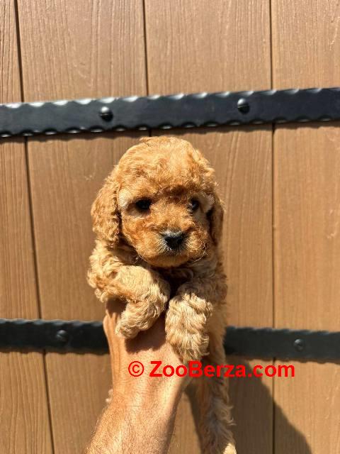 Toy pudle vrhunskog porekla