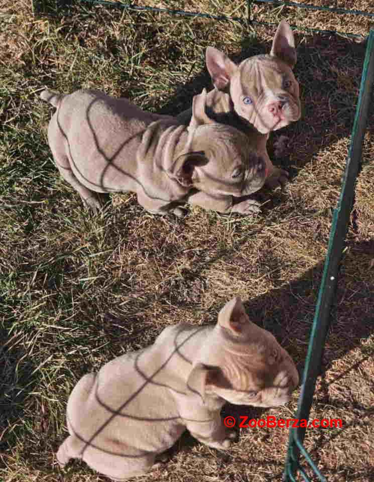 American Bully pocket i egzotic u lilac i coko boji 