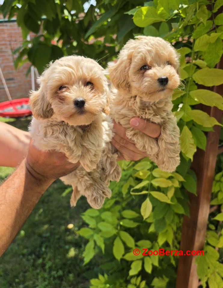 Maltipoo stenci spremni su za preuzimanje 
