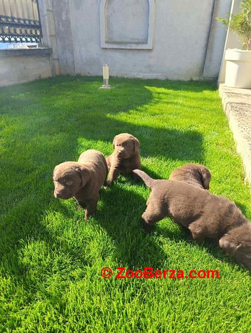 Štenci čokoladnog labradora