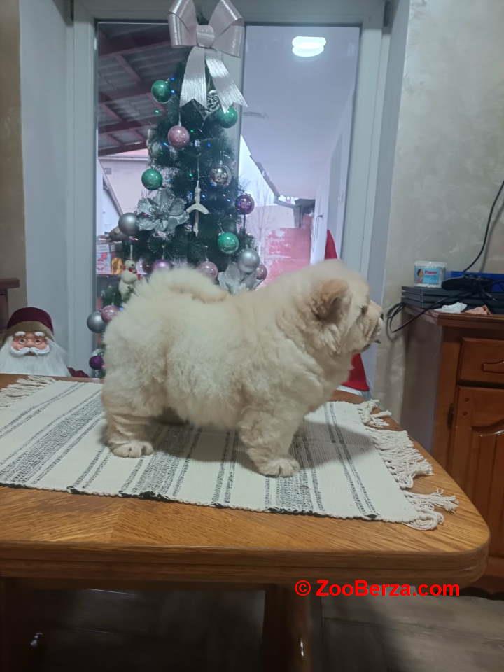 Na prodaju jedna devocica chow chow stara 50 dana 