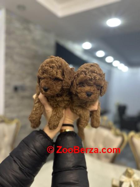  Stenci toy i mini pudle vrhunske genetike