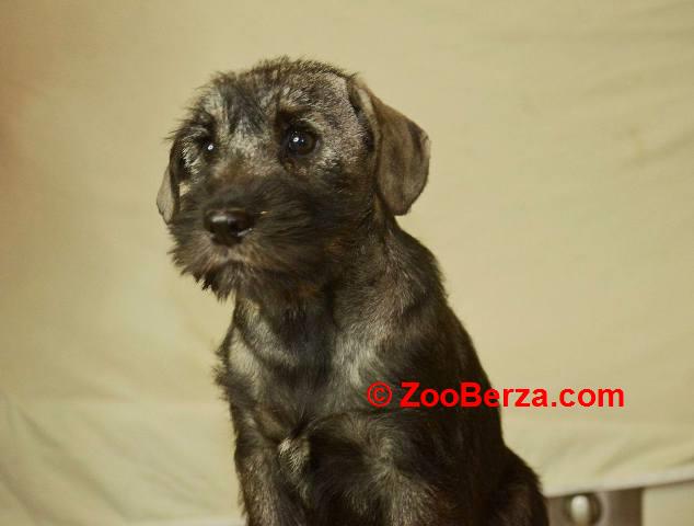 Srednji šnaucer, ženska štenad