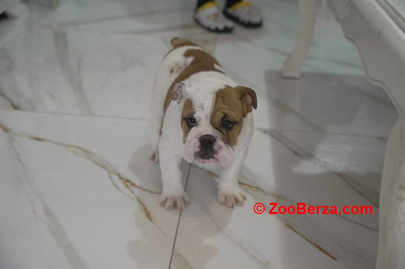 Engleski buldog, vrhunsko leglo