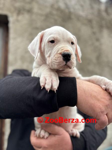 Dogo Argentino štenci