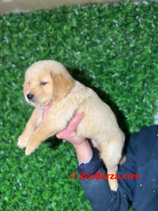 Zlatni retriver stenci