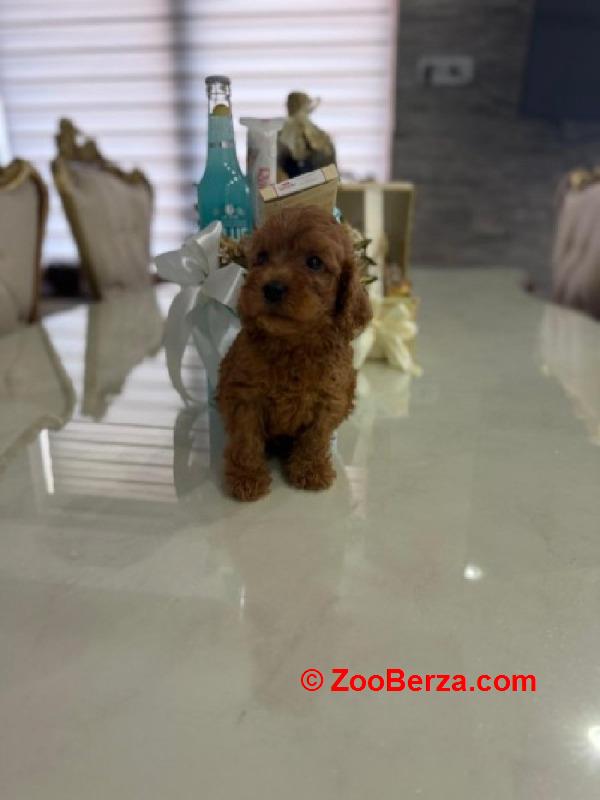 Goldendoodle prelepi štenci