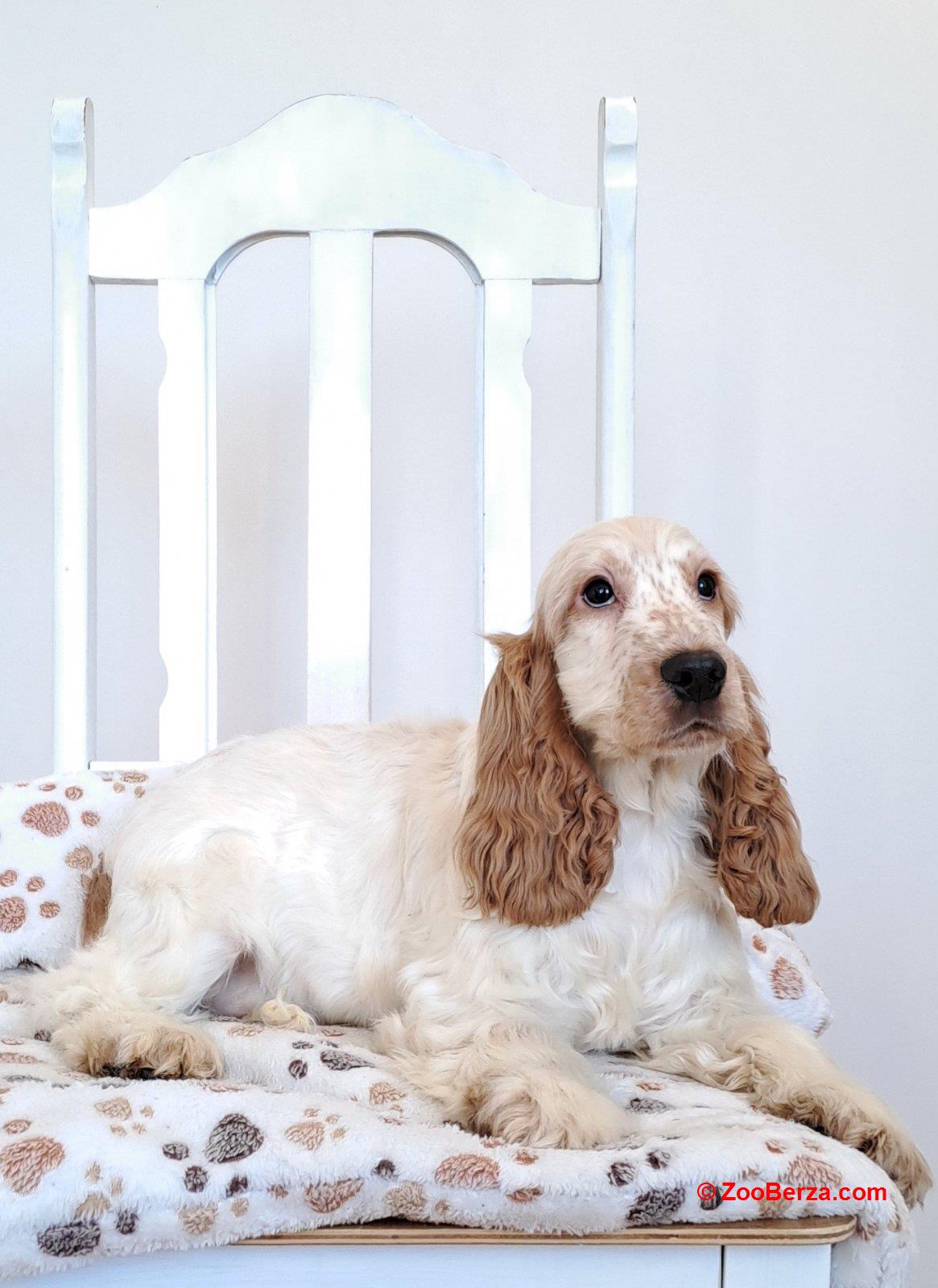 Koker španijel štenci, izložbenog potencijala 