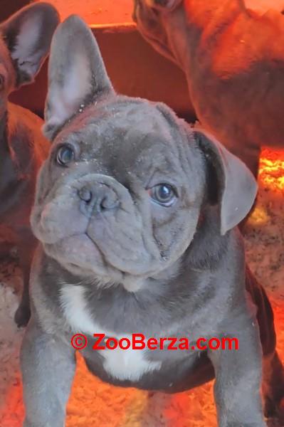 Francuski buldog stenci