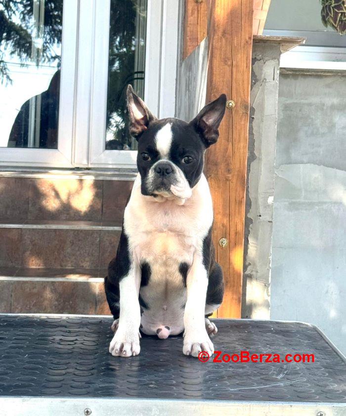 Boston terrier stenci