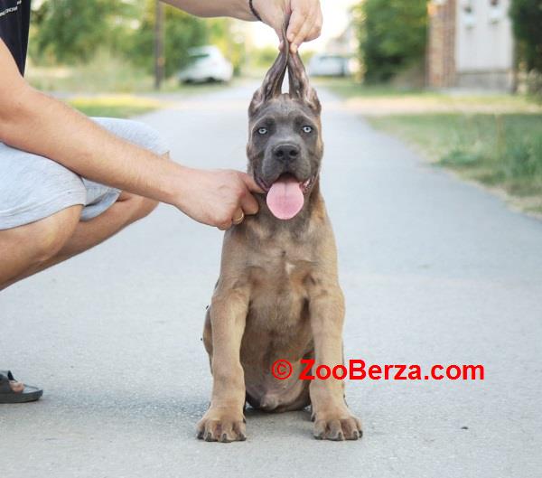 Cane Corso vrhunski štenci