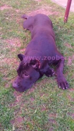 Cane Corso na prodaju 6 meseci