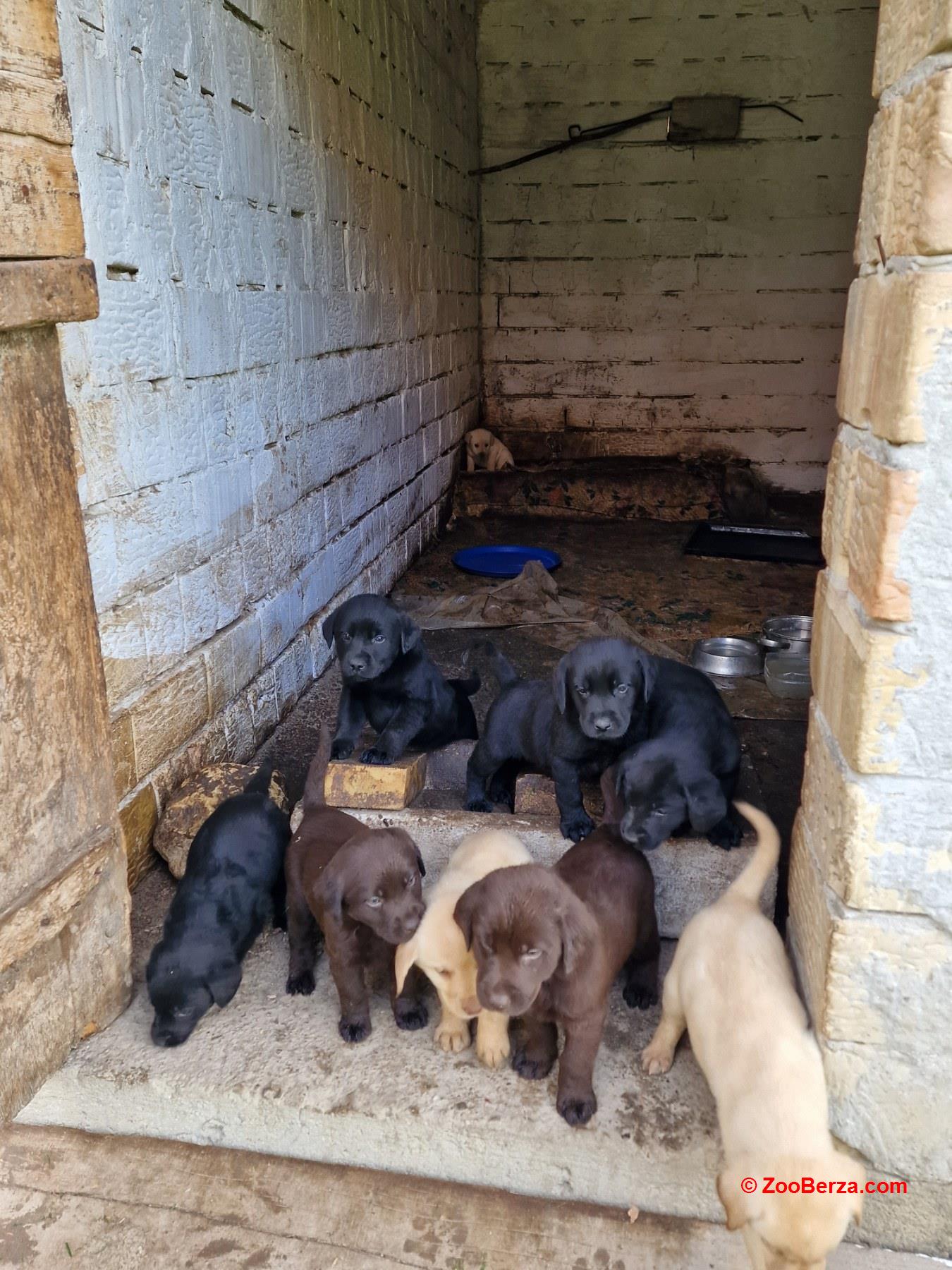 Štenci labradora