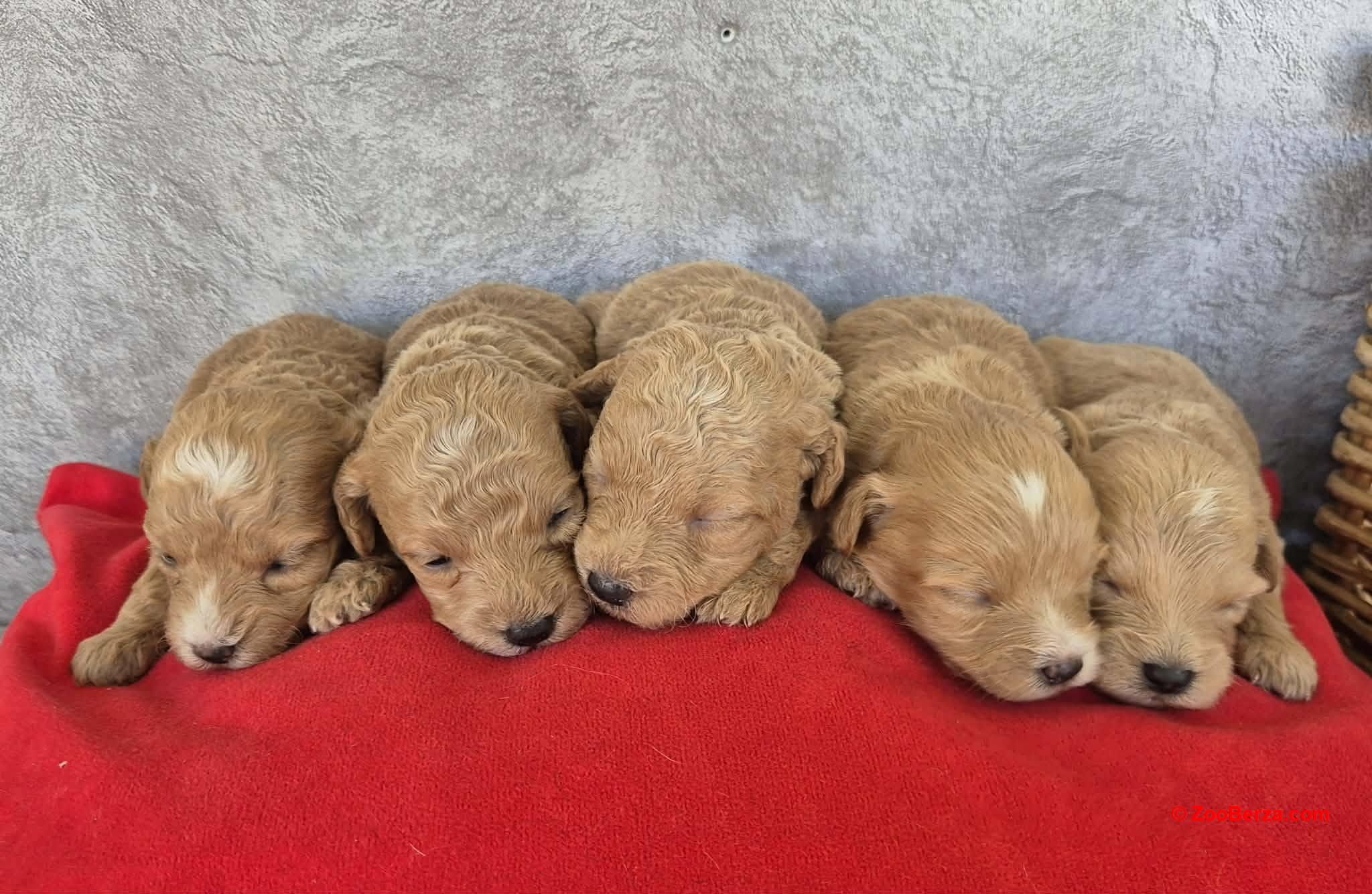 Maltipoo štenci