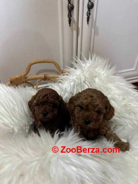 Patuljasta pudla, muško štene