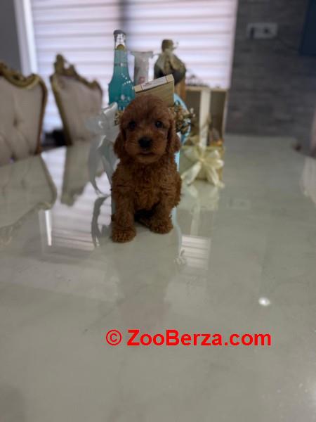 GOLDENDOODLE stenci