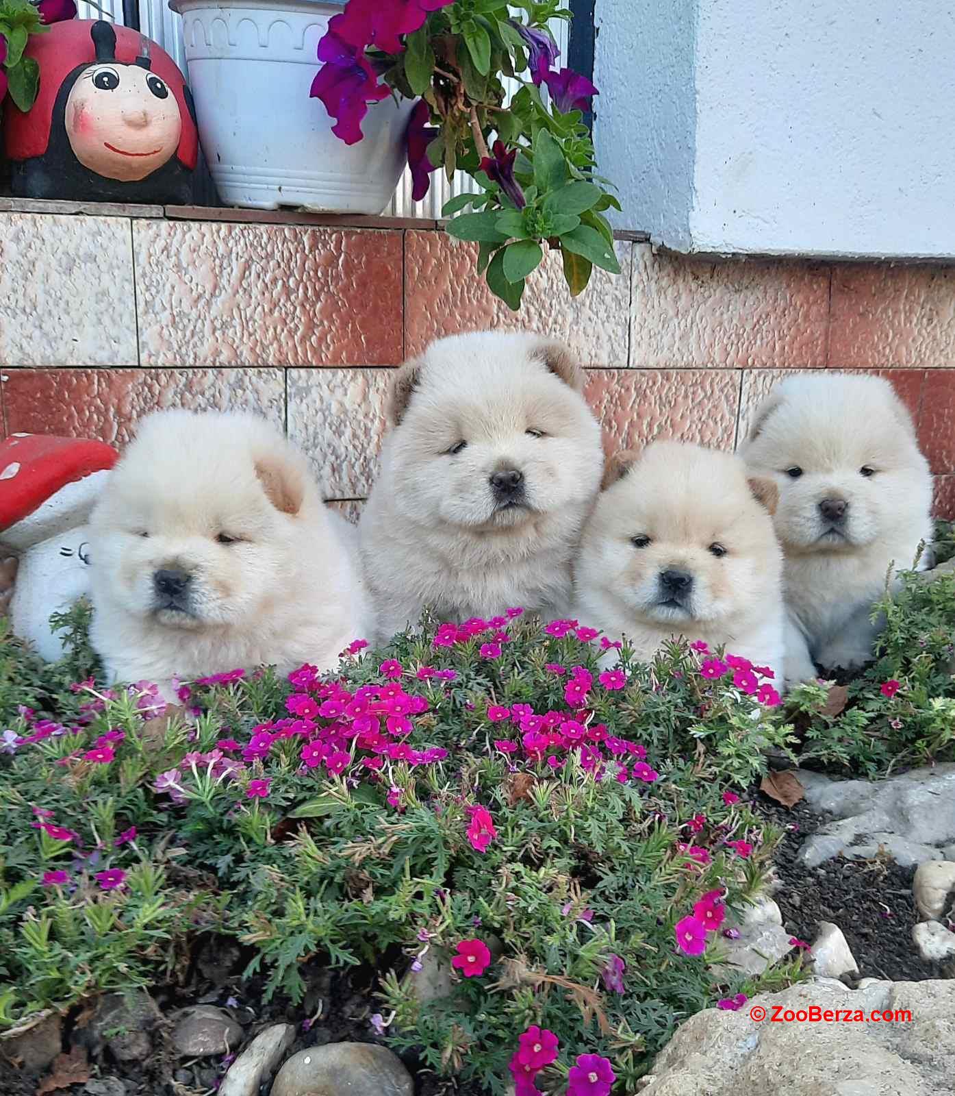 Cau Cau Chow Chow
